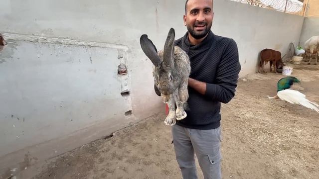 Finally Aj Sary Rabbits Babies ko Pkr lia😍 смотреть онлайн