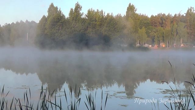 Птицы Поют на Рассвете | Утро на Пруду с Туманом и Звуками Природы ~☀️ смотреть онлайн