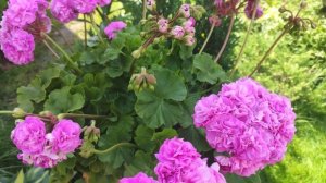 3. Самый крутой ЮЗИС_Парцифаль. Я люблю его!!! Пеларгония.