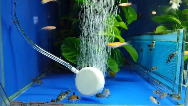 Распылитель с мелкими пузырьками Jad смотреть онлайн