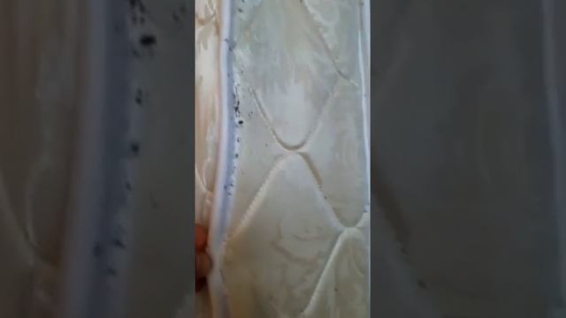 Постельный клоп смотреть онлайн