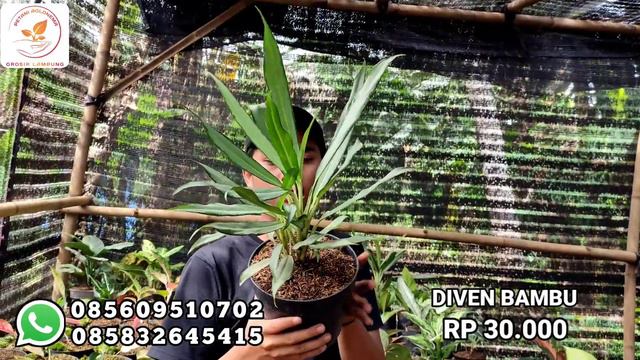 MURAH BANGET | OBRAL SPESIAL JUMBO RUMPUN & PAKET MURAH MERIAH.. AYO BURUAN SEBELUM KEHABISAN смотреть онлайн
