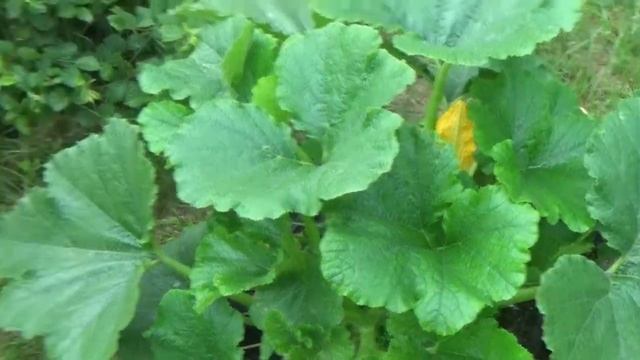 Несколько способов выращивания Тыквы,Патиссоны .Кабачки .Арбузики в мешках и на земле. смотреть онлайн