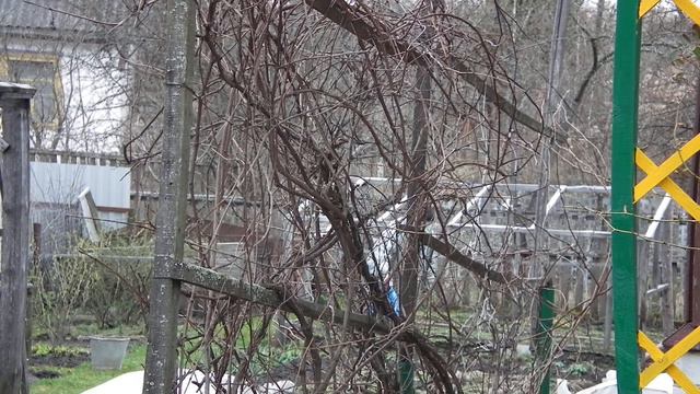 2014 04 12 Зина поливает