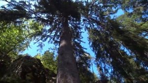 ЭКСКУРСИЯ ПО ПАРКУ МОНРЕПО В ВЫБОРГЕ .