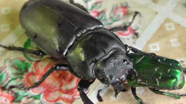 ЖУК ОЛЕНЬ Самка Lucanus barbarossa и Золотистая бронзовка смотреть онлайн