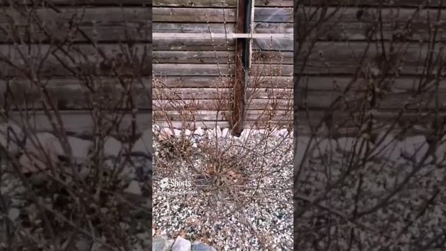 Шикарная Вишня Бессея! смотреть онлайн