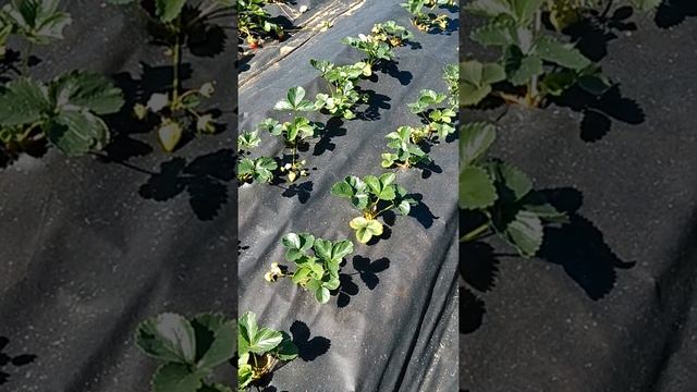 Обзор: Клубника, сорт - Кори, посадка, плоды, усы смотреть онлайн