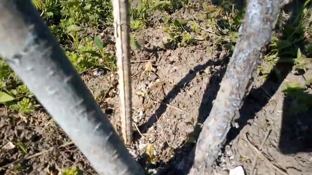 Персик та слива привиті на Войлочну вишню (Китайка) смотреть онлайн