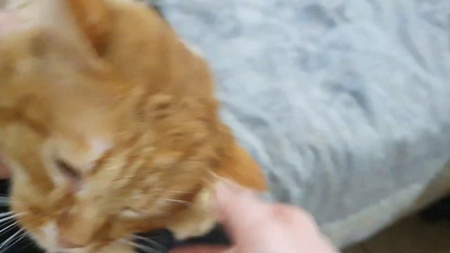 Рыжик смотреть онлайн