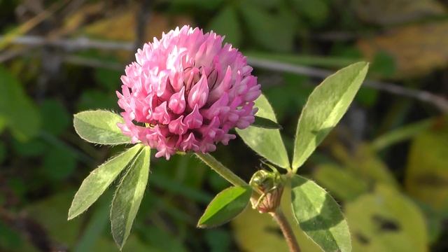 тест камеры panasonic hc-v700 смотреть онлайн