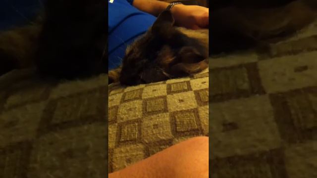 Angry Maine Coon Cat смотреть онлайн