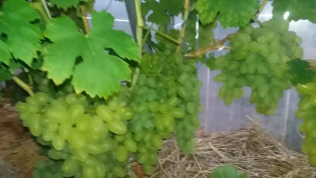 Калининградский виноград. Бажена. смотреть онлайн