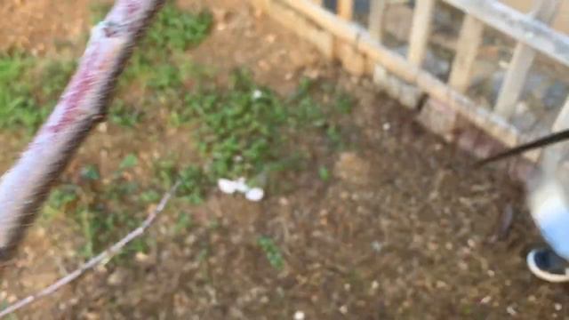 Kayısı ağacı fidanı nasıl budanır.kayısı verim arttırma. смотреть онлайн