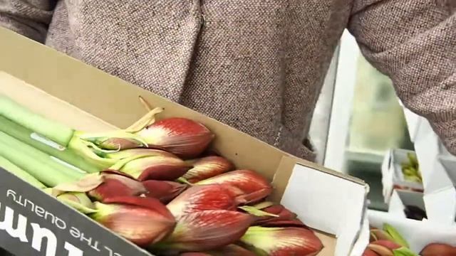 Оптовая цветочная база в Москве. Закупка цветов для цветочного магазина смотреть онлайн