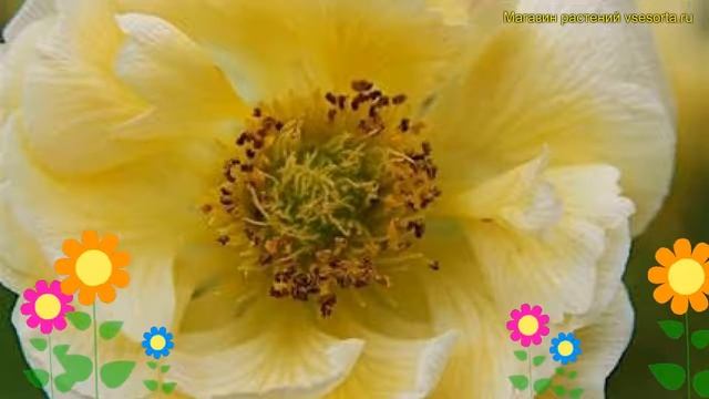 Гравилат чилийский Гамлет. Краткий обзор, описание характеристик geum chiloense Gimlet смотреть онлайн