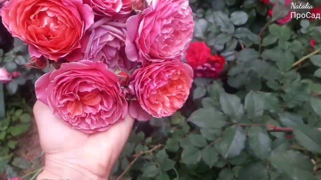 Роза La Duree ( Massad) Rose смотреть онлайн