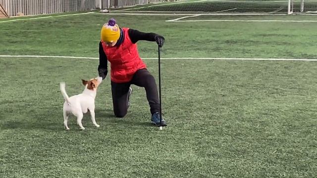 Как научить собаку командам Дрессировка собаки Танцы с собакой Терра Элементы 14.03.2022 г. смотреть онлайн