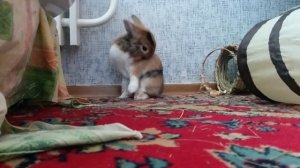 Rabbit hiccups | Кролик икает