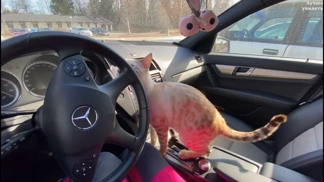 Snow Bengals || Прикольные Бенгальские котята (Снежные Бенгалы)