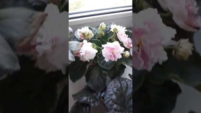 Что цветёт на подоконнике? смотреть онлайн