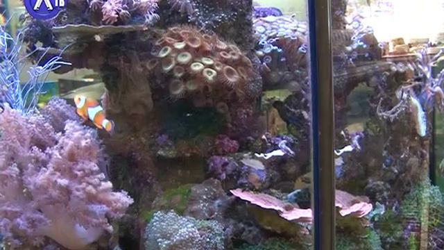 Морской аквариум смотреть онлайн