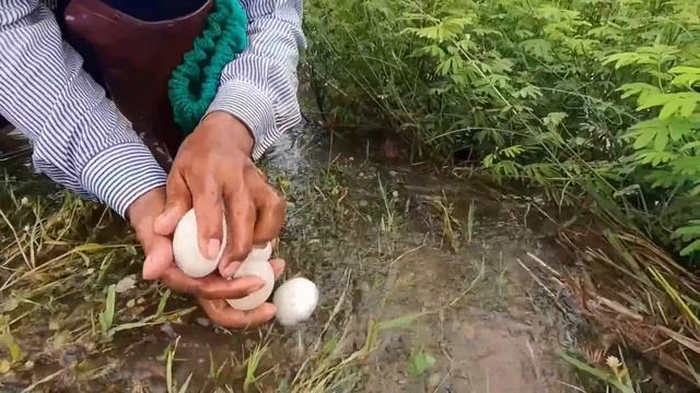 best hand fishing - pick a lots of eggs duck & snails in flooding by hand a smart fisherman смотреть онлайн