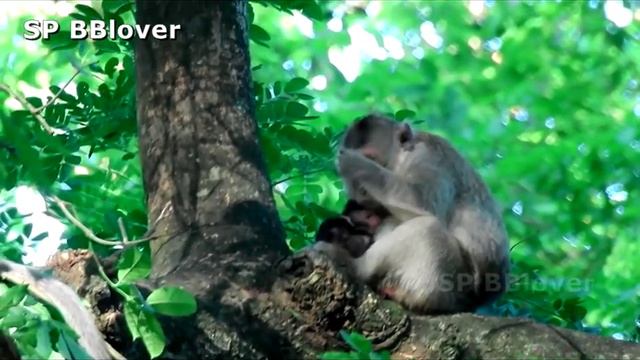 June Give Birth To New Baby This Year смотреть онлайн