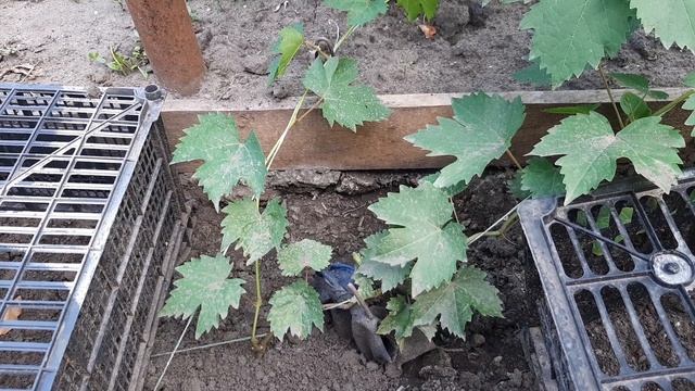 Виноград ХЕЛЛОУИН 2021 год. смотреть онлайн