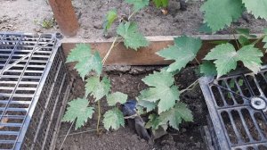 Виноград ХЕЛЛОУИН 2021 год.