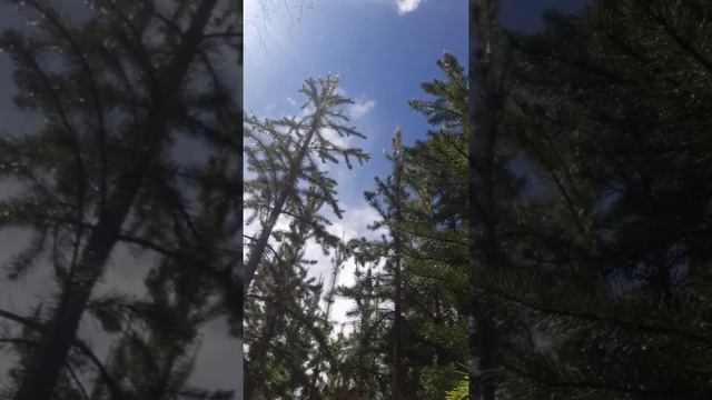 Tree thinning Stihl FS 560 смотреть онлайн