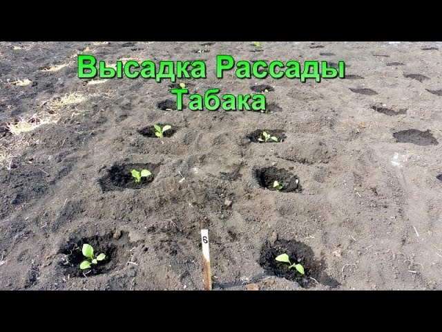Высадка рассады Табака в открытый грунт. смотреть онлайн