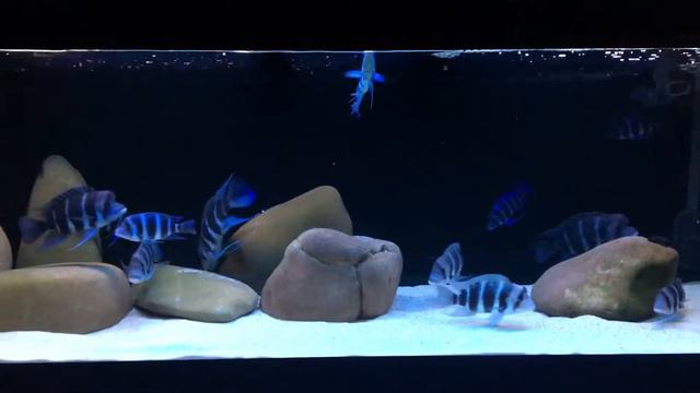 Фронтоза Бурунди Ахтырка 29.03.2018г. смотреть онлайн