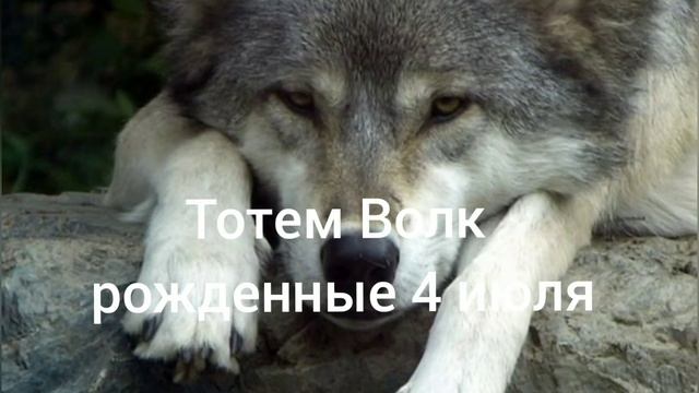 Тотем Волк рождённые 4 июля смотреть онлайн
