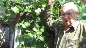 Лучший виноград для вина "Саперави сев."- никаких химобработок.