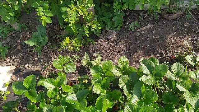 МАРА ДЕ БУА французский сорт клубники обзор урожайности смотреть онлайн