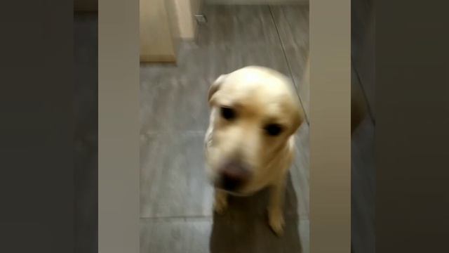 Бардак в комнате от лабрадора Сенди! смотреть онлайн