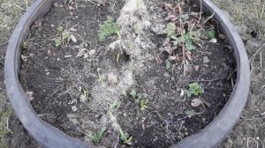 Сборка и заполнение высокой круглой грядки из оцинкованной сетки