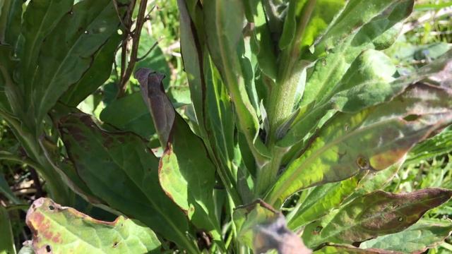 Veldhondstong (Cynoglossum officinale) - 2017-04-28 смотреть онлайн