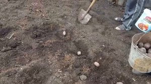 Садим картошку+фасоль+горох+бобы