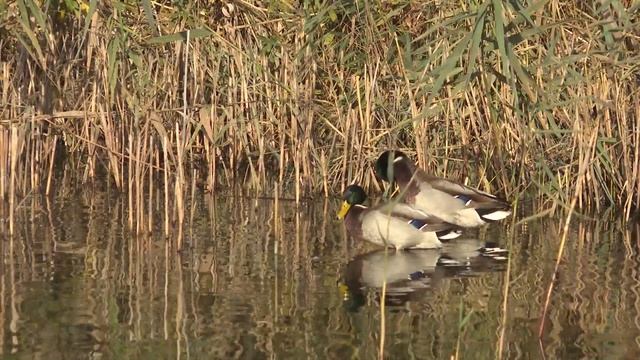 С заботой о перелетных птицах: Орнитологи запрещают подкармливать уток и лебедей хлебом смотреть онлайн