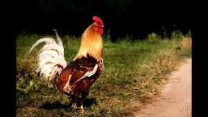 Звук петуха или как говорит петух #петух