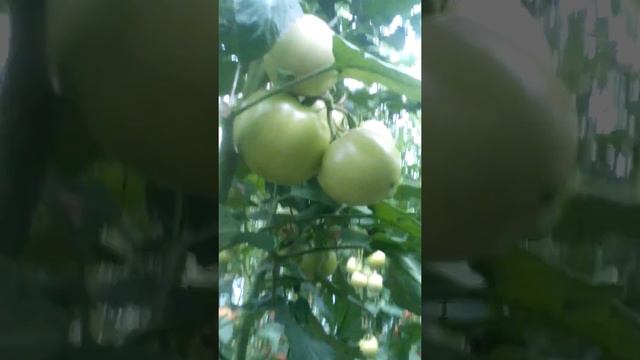 Teplitsa Теплица