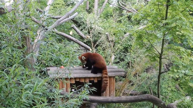 Малая панда, Венский зоопарк, 05.05.2014 / Red panda, Vienna Zoo смотреть онлайн