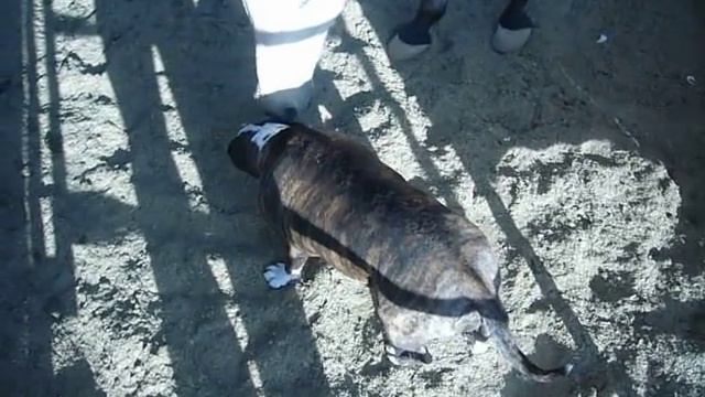 Nelli - American Brindle Pitbull Attacked By Horse смотреть онлайн