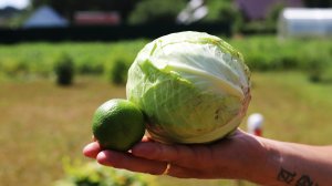 Рецепт салата с капустой. Все дело в соусе.