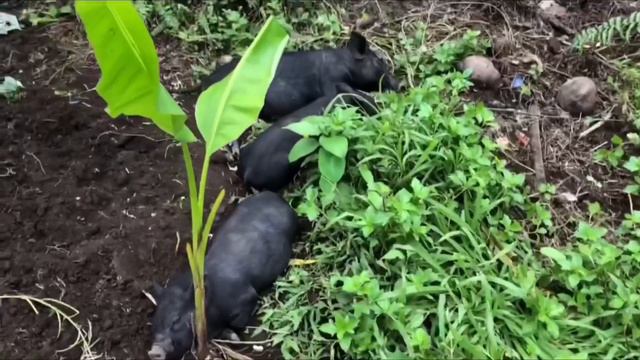 Native Pig Farming- Baboy Ramo at Malilipot Albay смотреть онлайн