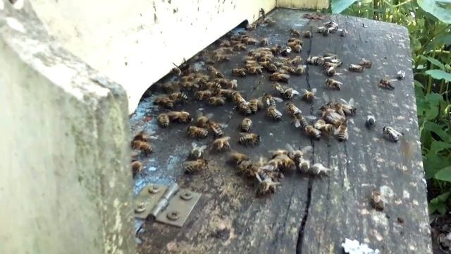 выкучивание смотреть онлайн