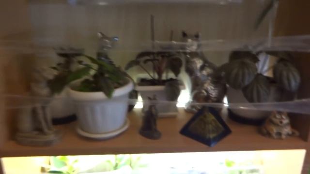 Комнатные цветы/растения. Укрепляем полочки. Переставляем цветы. Про милые сердцу безделушки. смотреть онлайн