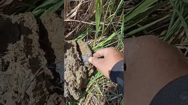 Temuan Matawang silver spanyol 8 riyal.. equinox memang paduu.. смотреть онлайн